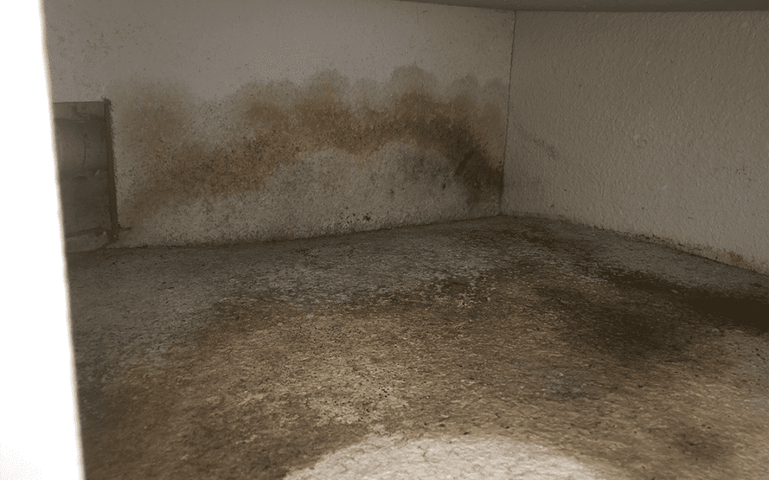 mold with signs of water damage