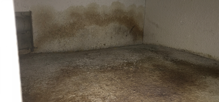 mold with signs of water damage