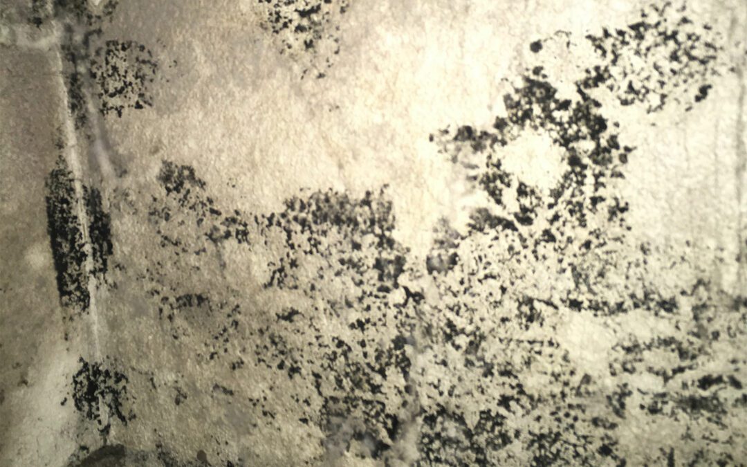 Identifying Mold Problems – Does your home need a mold inspection?