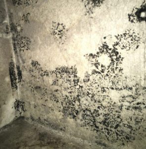 moldy wall