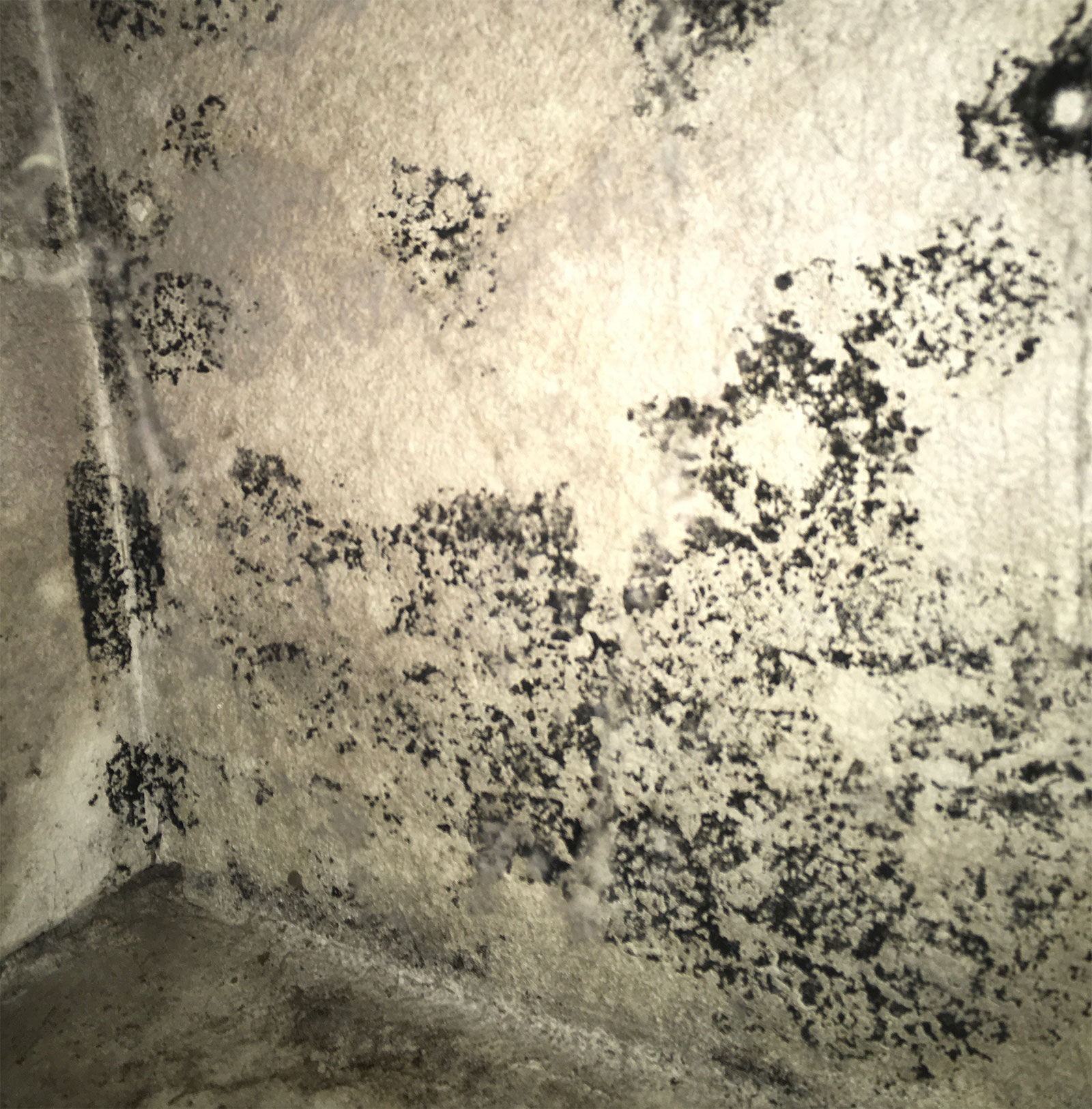 Mold Disclosure Guide for Property Managers and Landlords