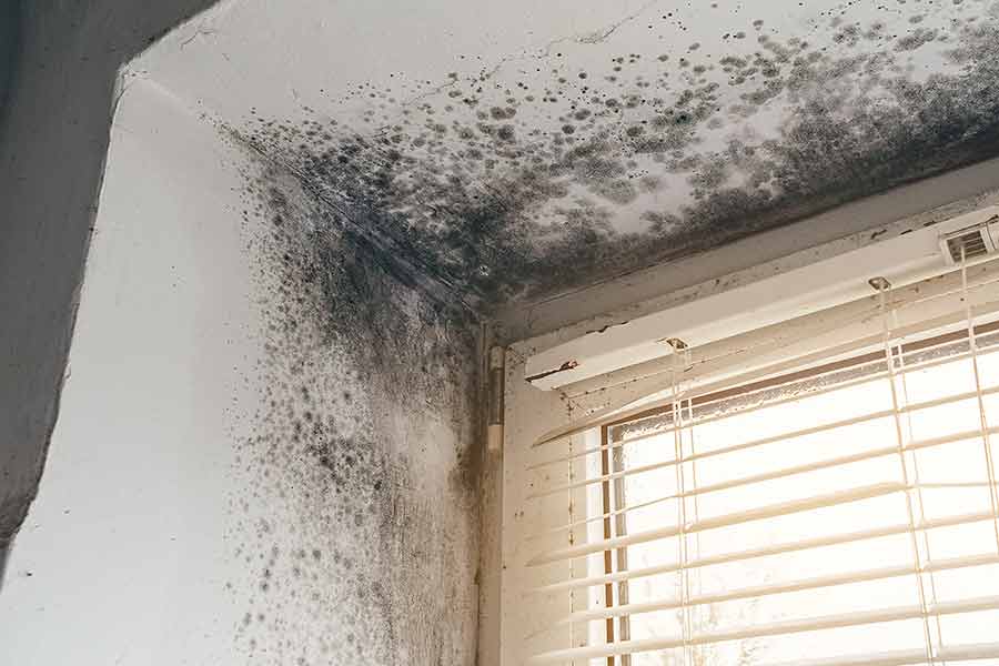 why mold grows on your ceiling and how to stop it
